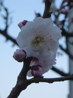 20060227sakura.jpg